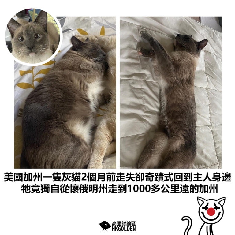 【美國加州一隻灰貓2個月前走失卻奇蹟式回到主人身邊 牠竟獨自從懷俄明州走到1000多公里遠的加州】
