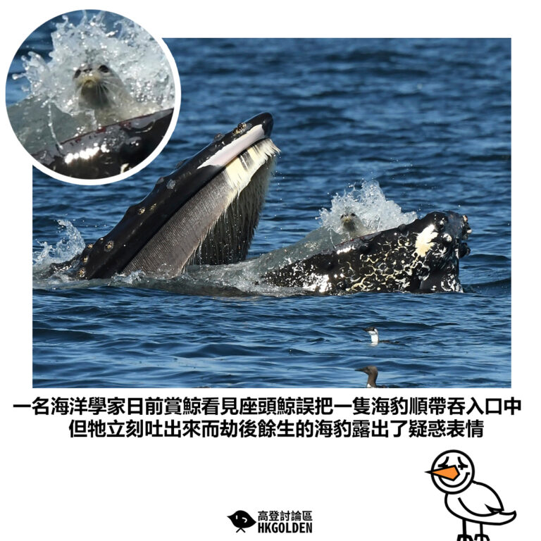 【一名海洋學家日前賞鯨看見座頭鯨誤把一隻海豹順帶吞入口中 但牠立刻吐出來而劫後餘生的海豹露出了疑惑表情】
