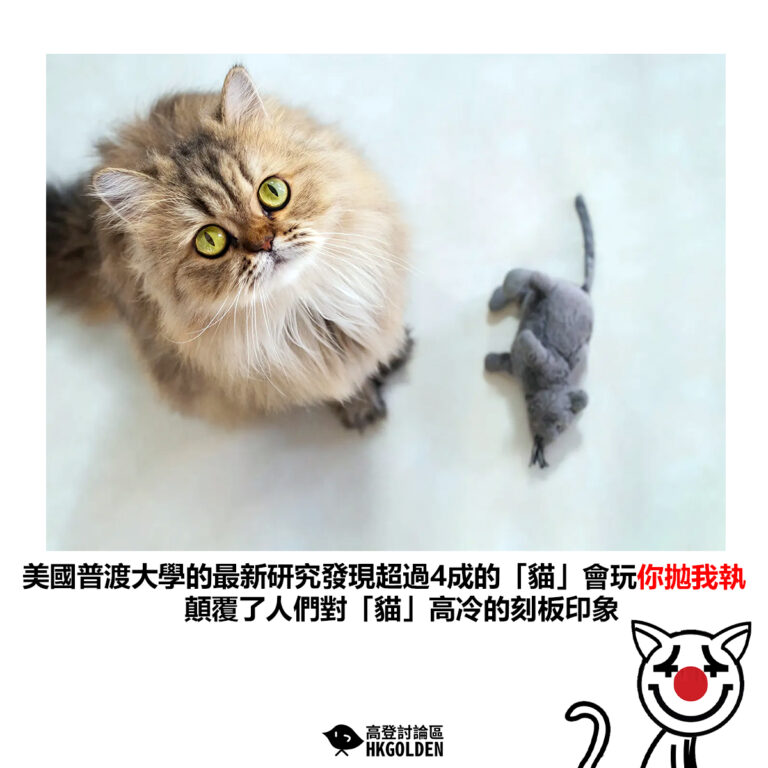 【美國普渡大學的最新研究發現超過4成的「貓」會玩你拋我執 顛覆了人們對「貓」高冷的刻板印象 】