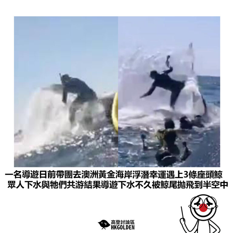【一名導遊日前帶團去澳洲黃金海岸浮潛幸運遇上3條座頭鯨 眾人下水與牠們共游結果導遊下水不久被鯨尾拋飛到半空中】