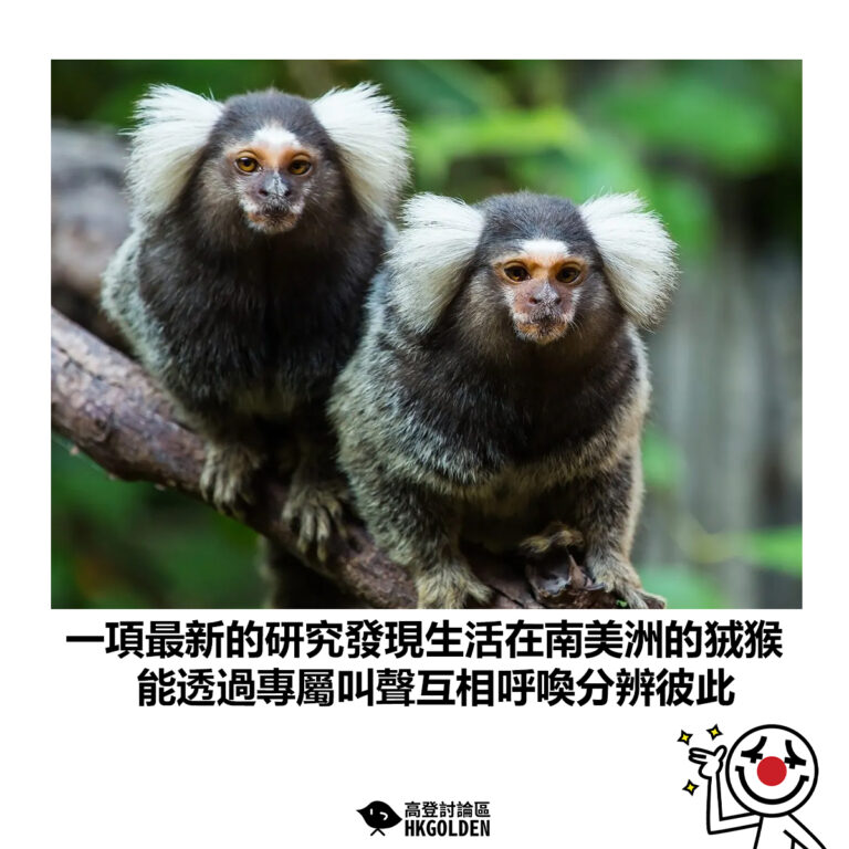 【一項最新的研究發現生活在南美洲的狨猴 能透過專屬叫聲互相呼喚分辨彼此】