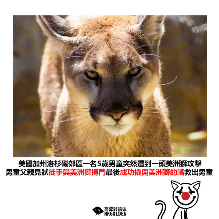【美國加州洛杉磯郊區一名5歲男童突然遭到一頭美洲獅攻擊 男童父親見狀徒手與美洲獅搏鬥最後成功撬開美洲獅的嘴救出男童】