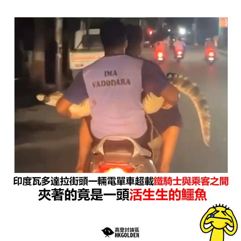 【印度瓦多達拉街頭一輛電單車超載鐵騎士與乘客之間 夾著的竟是一頭活生生的鱷魚】