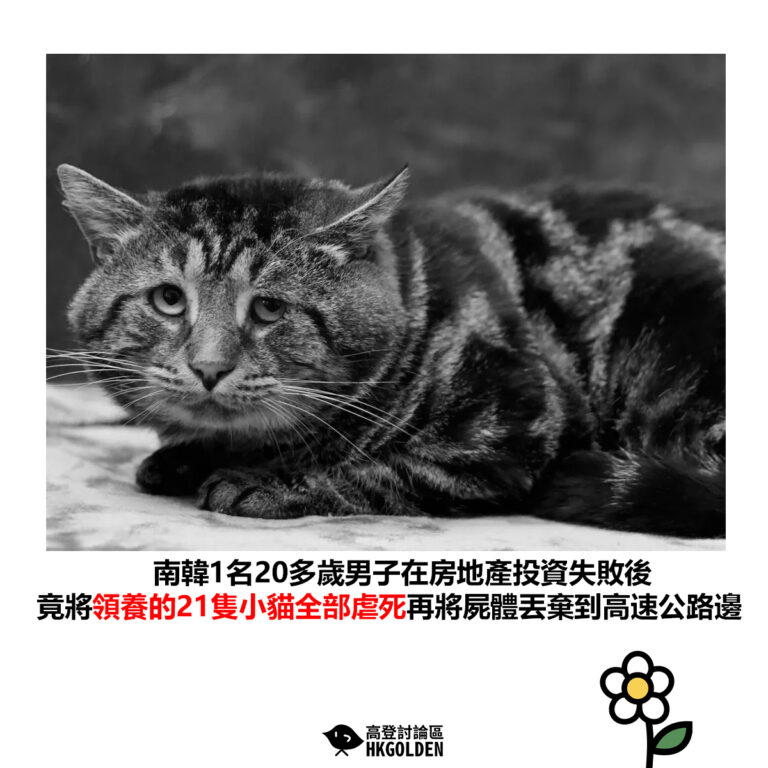 【南韓1名20多歲男子在房地產投資失敗後 竟將領養的21隻小貓全部虐死再將屍體丟棄到高速公路邊】