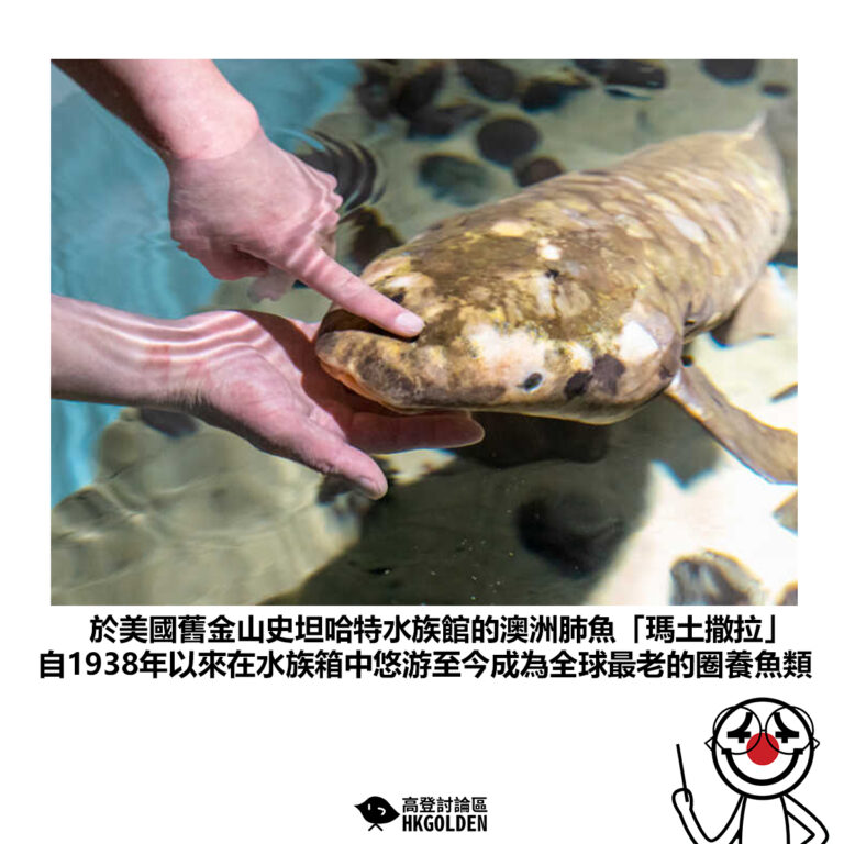 【於美國舊金山史坦哈特水族館的澳洲肺魚「瑪土撒拉」自1938年以來在水族箱中悠游至今成為全球最老的圈養魚類】