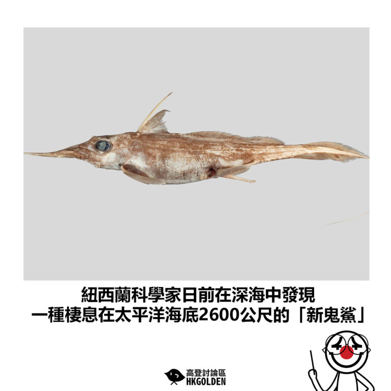【紐西蘭科學家日前在深海中發現 一種棲息在太平洋海底2600公尺的「新鬼鯊」】
