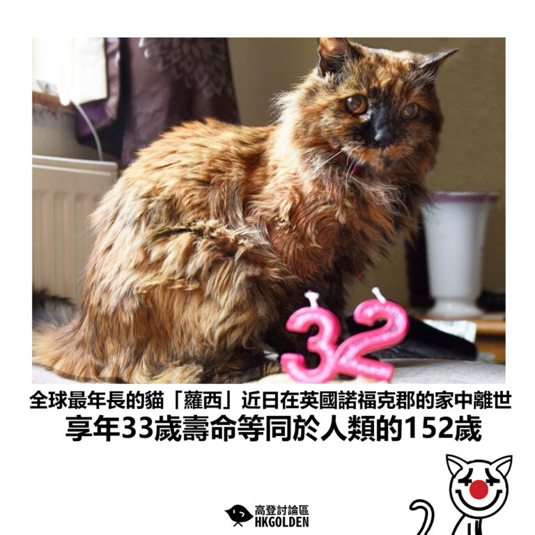 【全球最年長的貓「蘿西」近日在英國諾福克郡的家中離世 享年33歲壽命等同於人類的152歲】