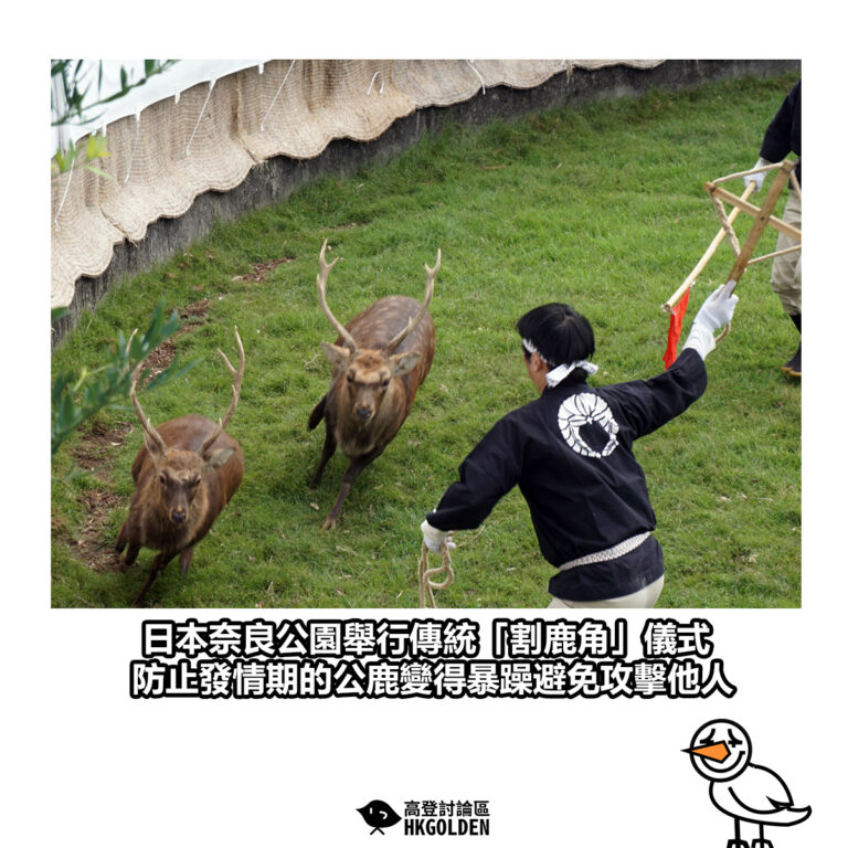 【日本奈良公園舉行傳統「割鹿角」儀式 防止發情期的公鹿變得暴躁避免攻擊他人】