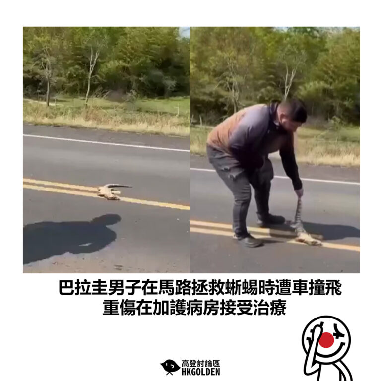 【巴拉圭男子在馬路拯救蜥蜴時遭車撞飛 重傷在加護病房接受治療】