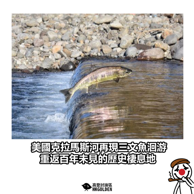 【美國克拉馬斯河再現三文魚洄游 重返百年未見的歷史棲息地】