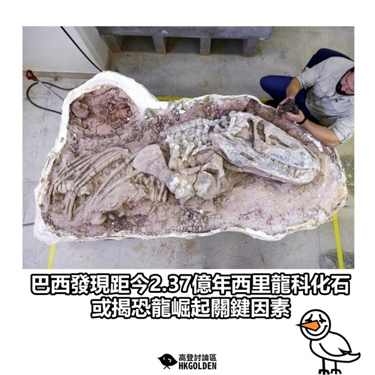 【巴西發現距今2.37億年西里龍科化石　或揭恐龍崛起關鍵因素】