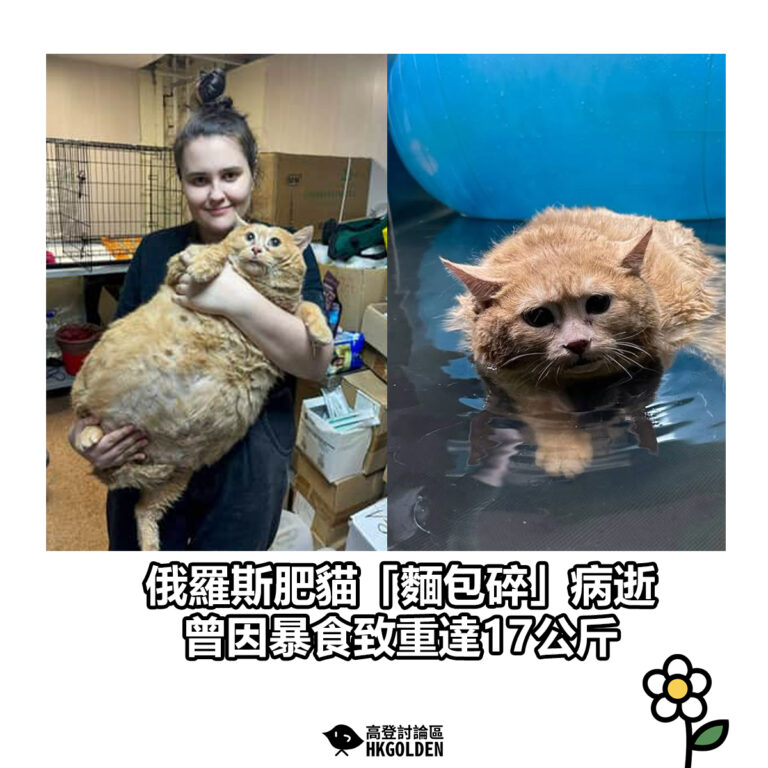 【俄羅斯肥貓「麵包屑」病逝　曾因暴食致重達17公斤】