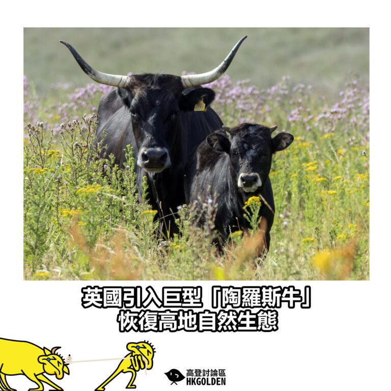 【英國引入巨型「陶羅斯牛」　恢復高地自然生態】