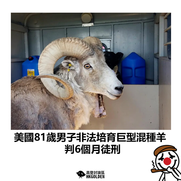 【美國81歲男子非法培育巨型混種羊 判6個月徒刑】
