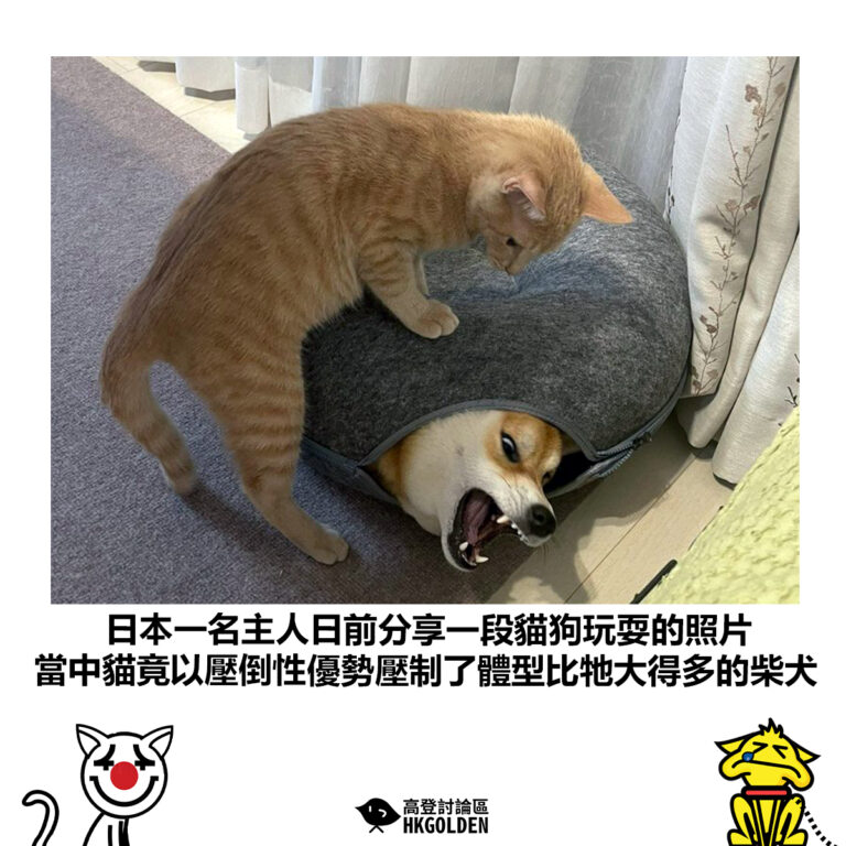 【日本一名主人日前分享一段貓狗玩耍的照片 當中貓竟以壓倒性優勢壓制了體型比牠大得多的柴犬】