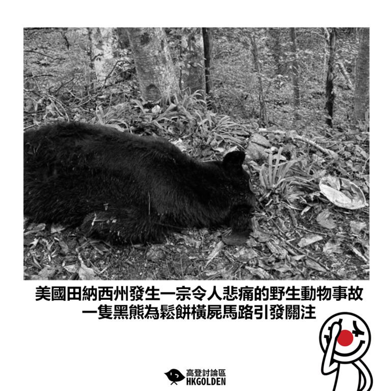 【美國田納西州發生一宗令人悲痛的野生動物事故 一隻黑熊為鬆餅橫屍馬路引發關注】