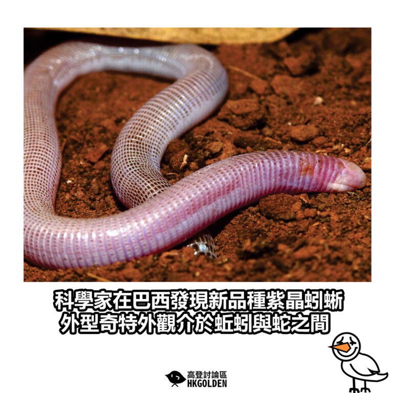 【科學家在巴西發現新品種紫晶蚓蜥 外型奇特外觀介於蚯蚓與蛇之間】