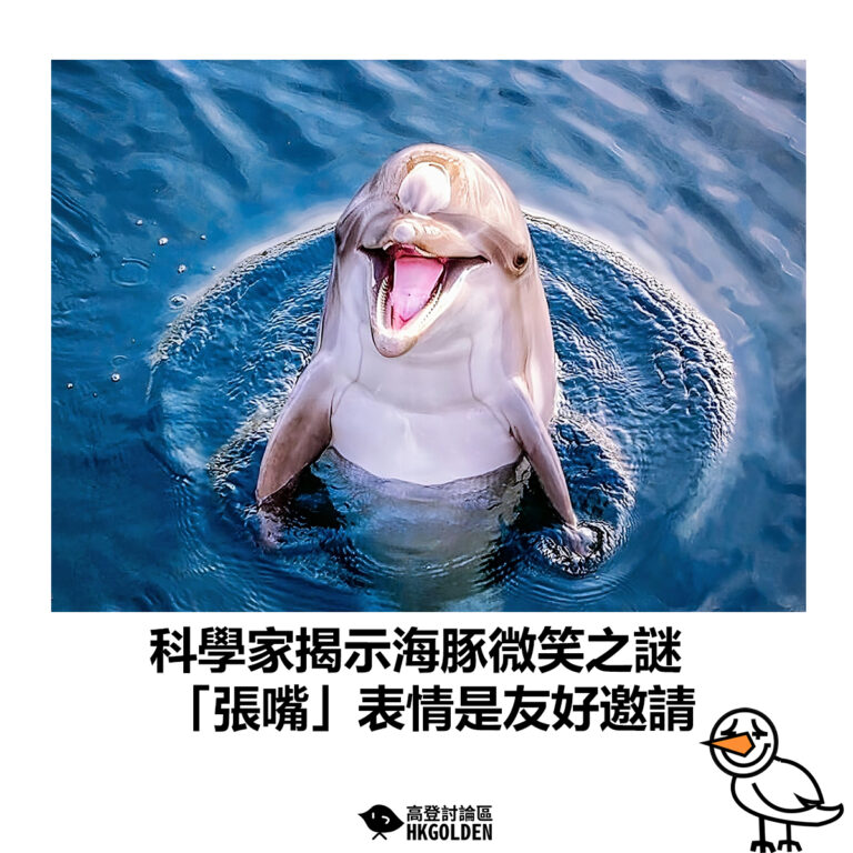 【科學家揭示海豚微笑之謎　「張嘴」表情是友好邀請】