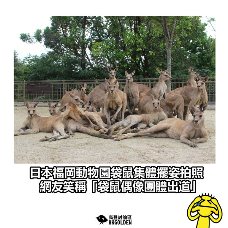 【日本福岡動物園袋鼠集體擺姿拍照 網友笑稱「袋鼠偶像團體出道」】
