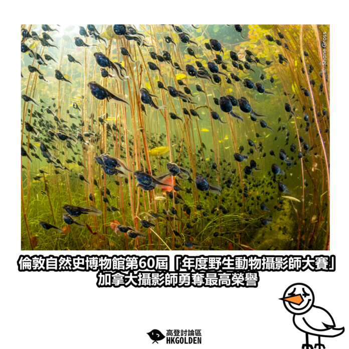 dsgsdgasga