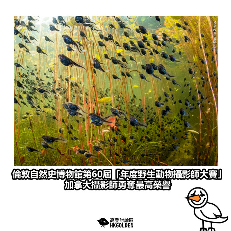 【倫敦自然史博物館第60屆「年度野生動物攝影師大賽」 加拿大攝影師勇奪最高榮譽】
