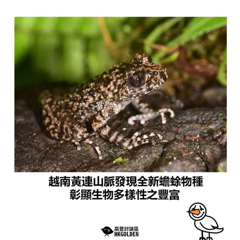 【越南黃連山脈發現全新蟾蜍物種　彰顯生物多樣性之豐富】