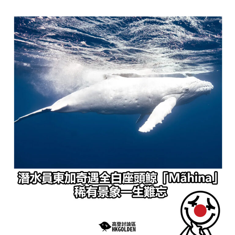 【潛水員東加奇遇全白座頭鯨「Mãhina」　稀有景象一生難忘】