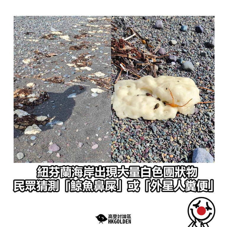 【加拿大紐芬蘭海岸出現大量白色團狀物　民眾猜測「鯨魚鼻屎」或「外星人糞便」】