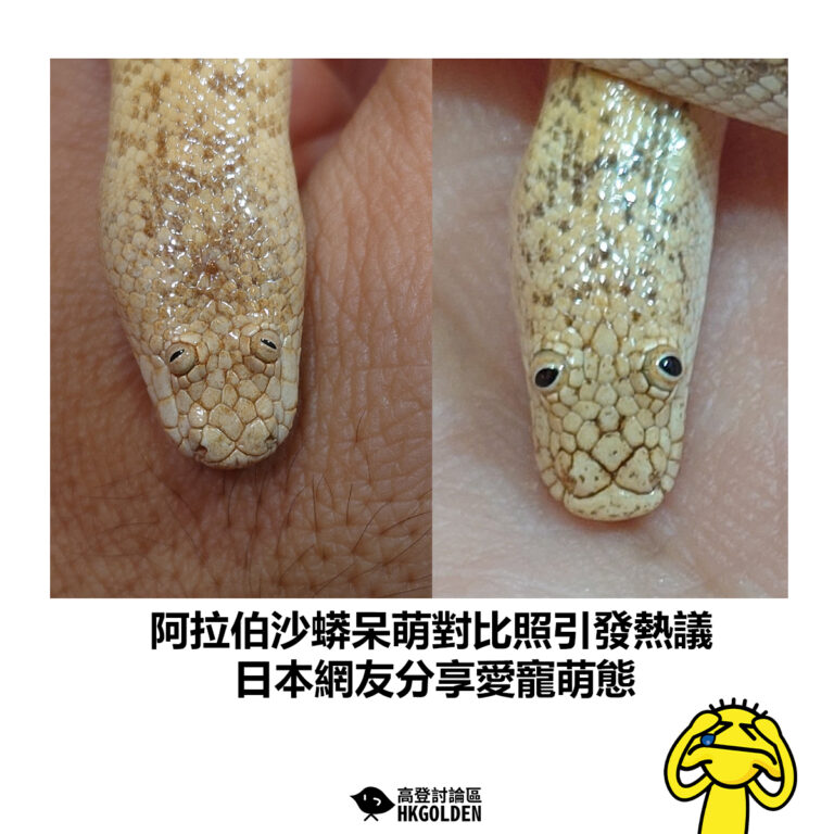 【阿拉伯沙蟒呆萌對比照引發熱議 日本網友分享愛寵萌態】