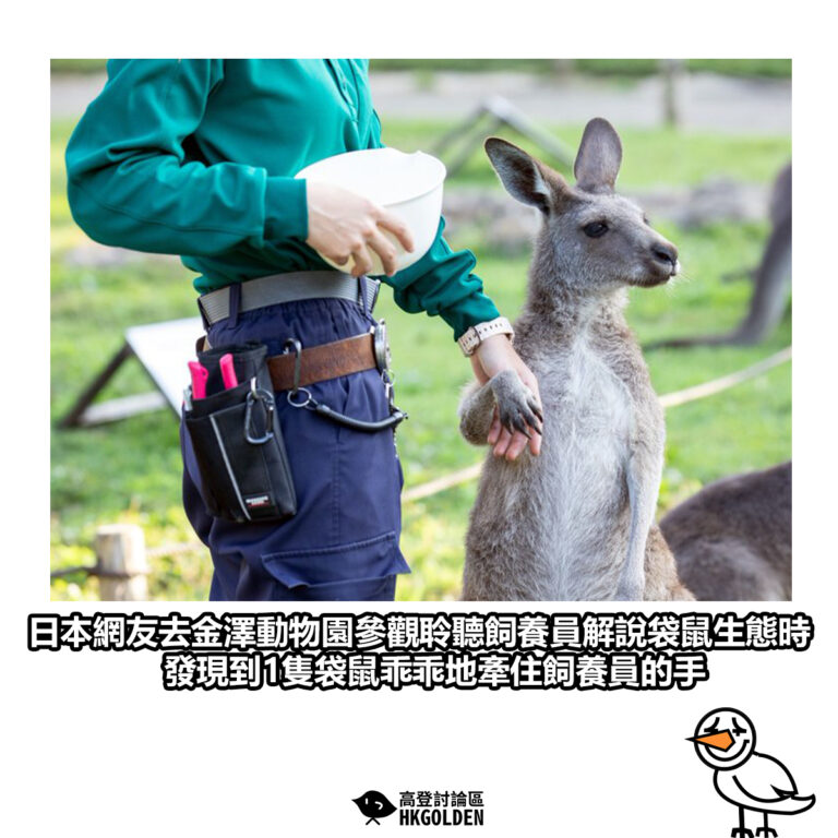 【日本網友去金澤動物園參觀聆聽飼養員解說袋鼠生態時 發現到1隻袋鼠乖乖地牽住飼養員的手】