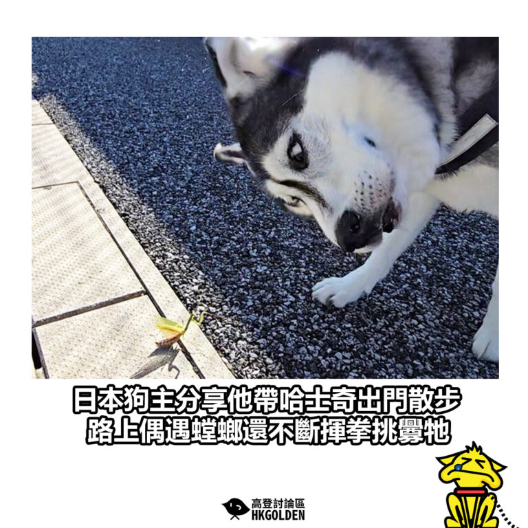 【日本狗主分享他帶哈士奇出門散步  路上偶遇螳螂還不斷揮拳挑釁牠】