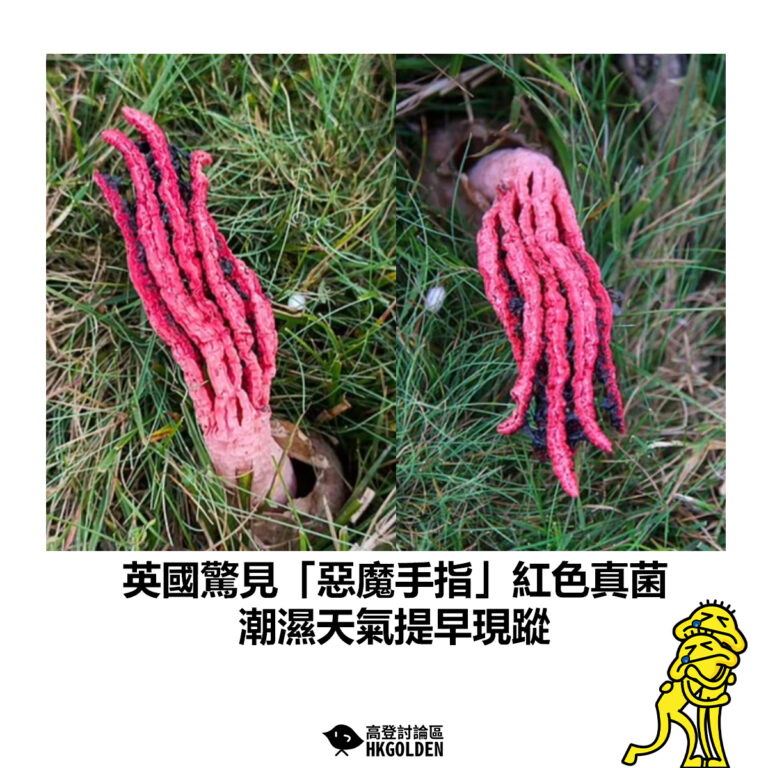 【英國驚見「惡魔手指」紅色真菌 潮濕天氣提早現蹤】
