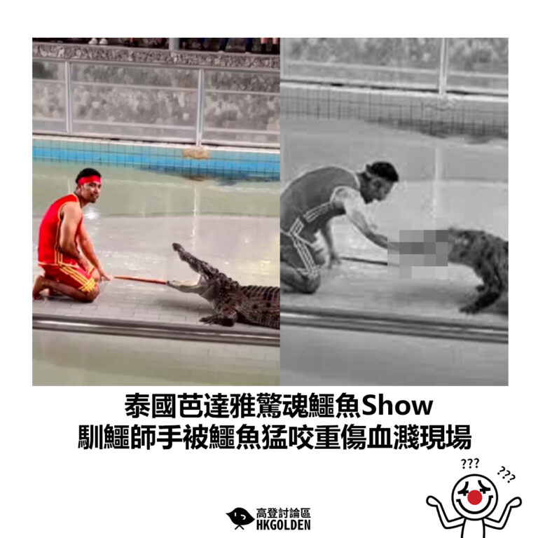 【泰國芭達雅驚魂鱷魚Show  馴鱷師手被鱷魚猛咬重傷血濺現場】