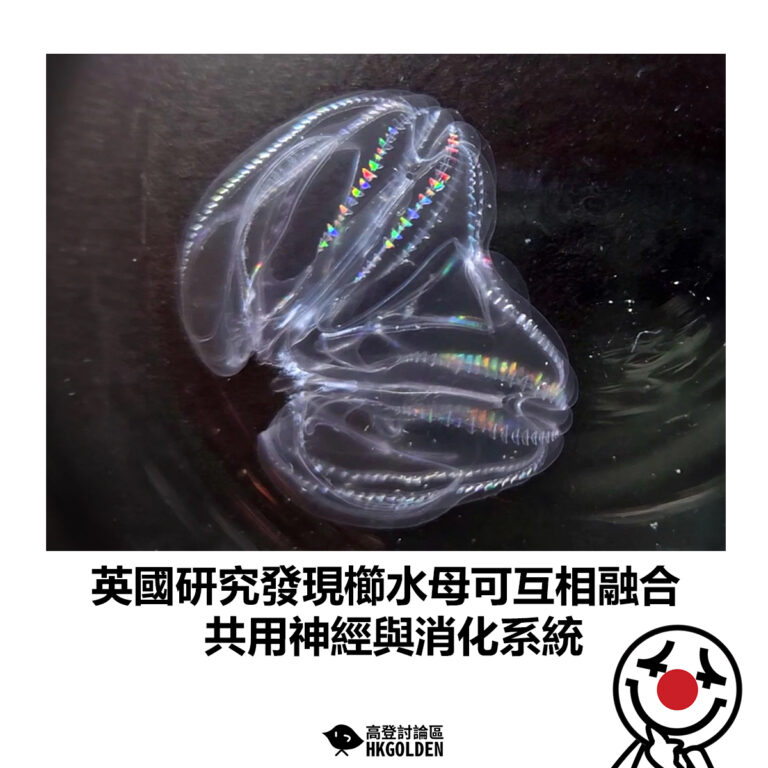 【英國研究發現櫛水母可互相融合 共用神經與消化系統】