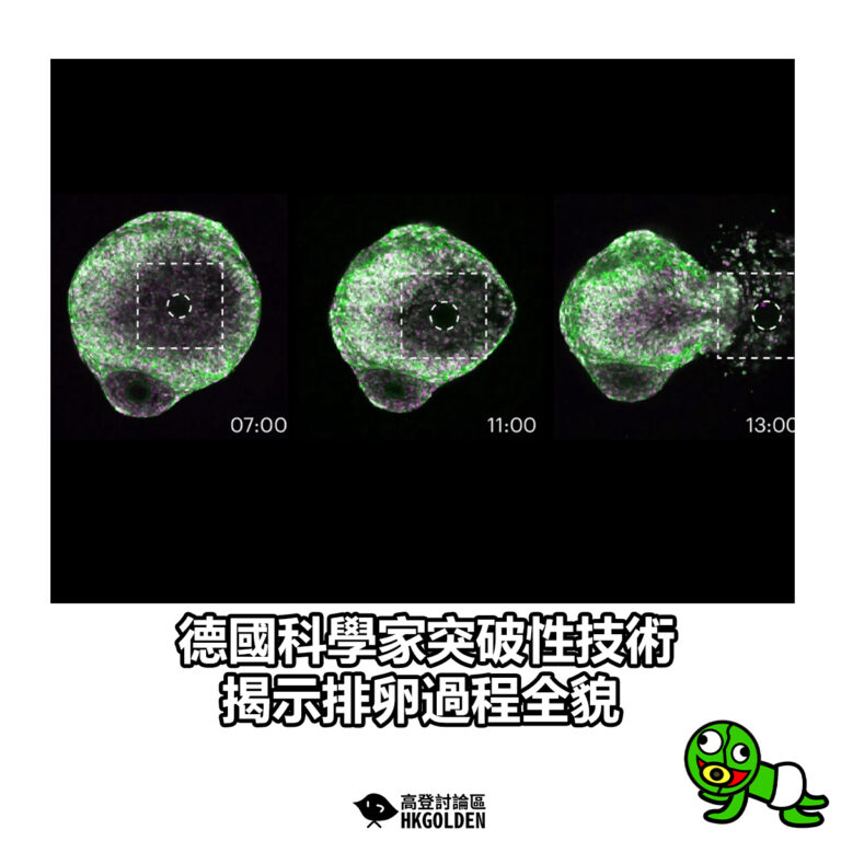 【德國科學家突破性技術　揭示排卵過程全貌】
