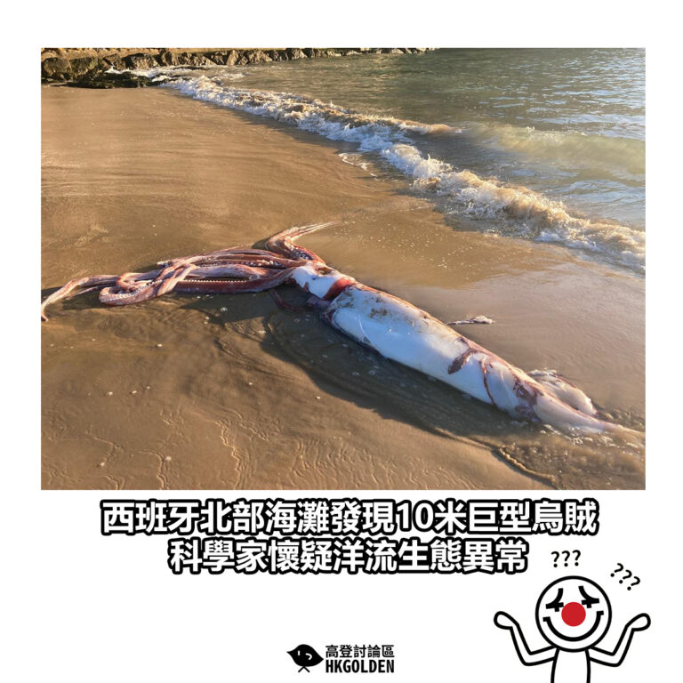 【西班牙北部海灘發現10米巨型烏賊 科學家懷疑洋流生態異常】