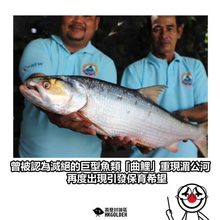 【曾被認為滅絕的巨型魚類「曲鯉」重現湄公河 再度出現引發保育希望】