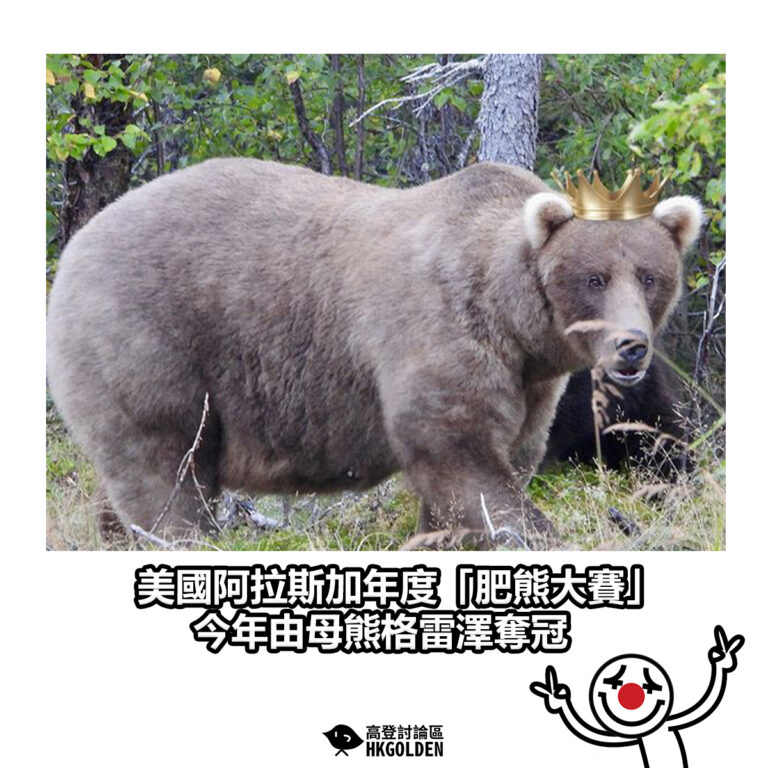 【美國阿拉斯加年度「肥熊大賽」  今年由母熊格雷澤奪冠】