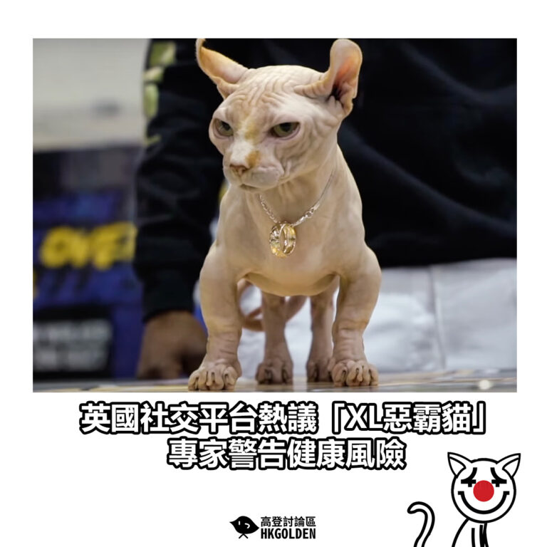【英國社交平台熱議「XL惡霸貓」 專家警告健康風險】