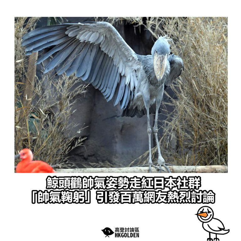 【鯨頭鸛帥氣姿勢走紅日本社群 「帥氣鞠躬」引發百萬網友熱烈討論】