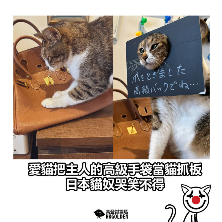 【愛貓把主人的高級手袋當貓抓板 日本貓奴哭笑不得】