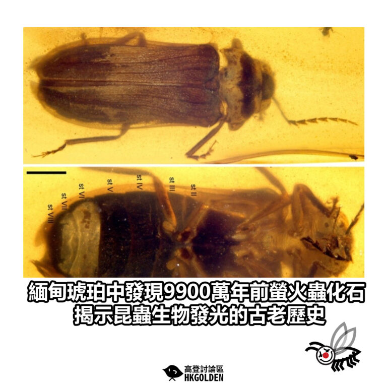 【緬甸琥珀中發現9900萬年前螢火蟲化石 揭示昆蟲生物發光的古老歷史】