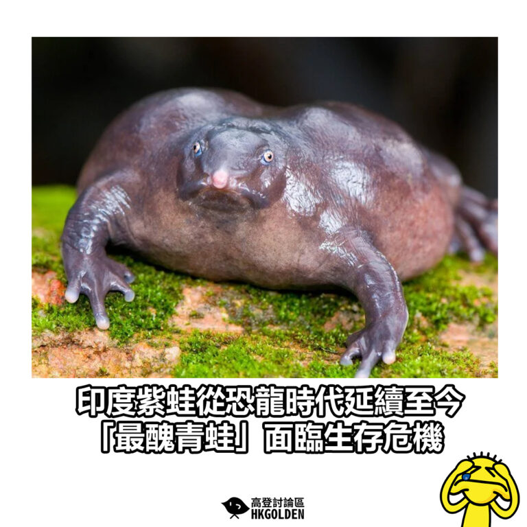 【印度紫蛙從恐龍時代延續至今  「最醜青蛙」面臨生存危機】