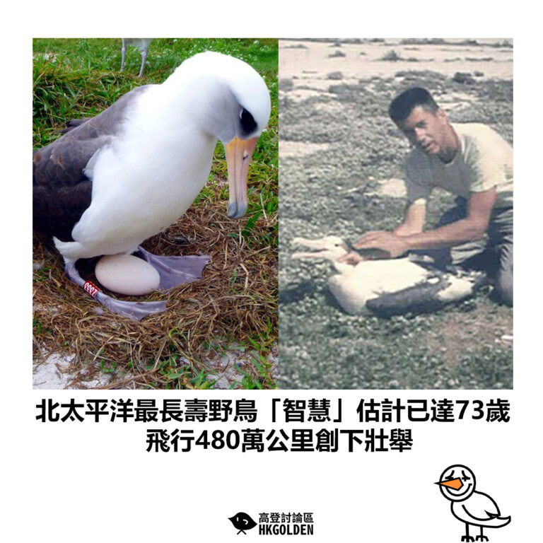 【北太平洋最長壽野鳥「智慧」估計已達73歲 飛行480萬公里創下壯舉】