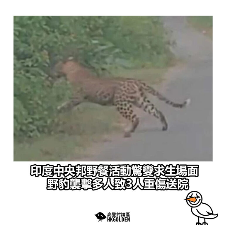 【印度中央邦野餐活動驚變求生場面　野豹襲擊多人致3人重傷送院】