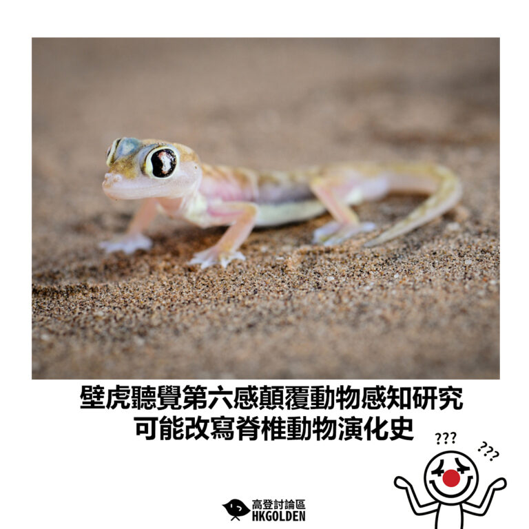 【壁虎聽覺第六感顛覆動物感知研究 可能改寫脊椎動物演化史】