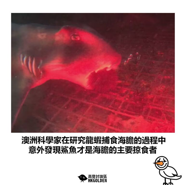 【澳洲科學家在研究龍蝦捕食海膽的過程中 意外發現鯊魚才是海膽的主要掠食者】