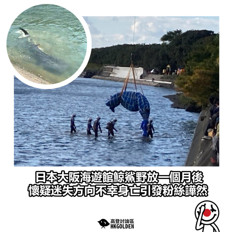 【日本大阪海遊館鯨鯊野放一個月後 懷疑迷失方向不幸身亡引發粉絲譁然】