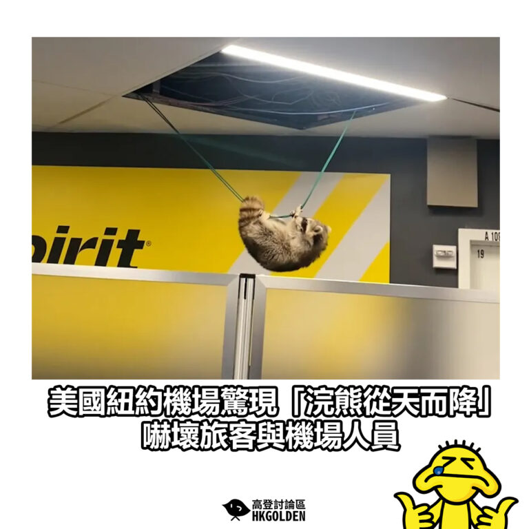 【美國紐約機場驚現「浣熊從天而降」 嚇壞旅客與機場人員】