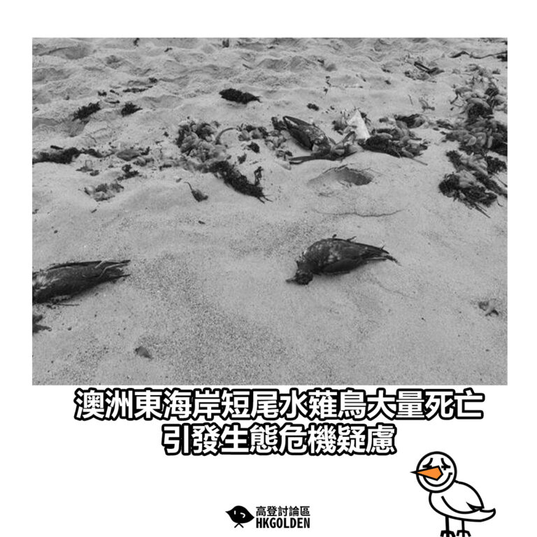 【澳洲東海岸短尾水薙鳥大量死亡 引發生態危機疑慮】